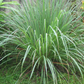 Lemongrass