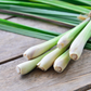 Lemongrass