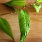 Laksa Leaves