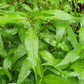 Laksa Leaves