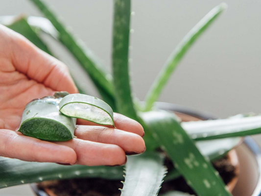 Aloe Vera