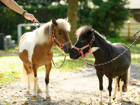 Quan Shui x EQUAL + - Therapy Horse Meet & Greet
